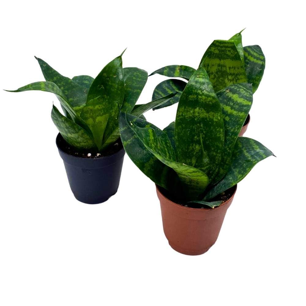 Black Robusta Snake Plant 2 inch Set of 3 Green Striped Dwarf Rosette Sansevieria Tiny Mini Pixie Plants