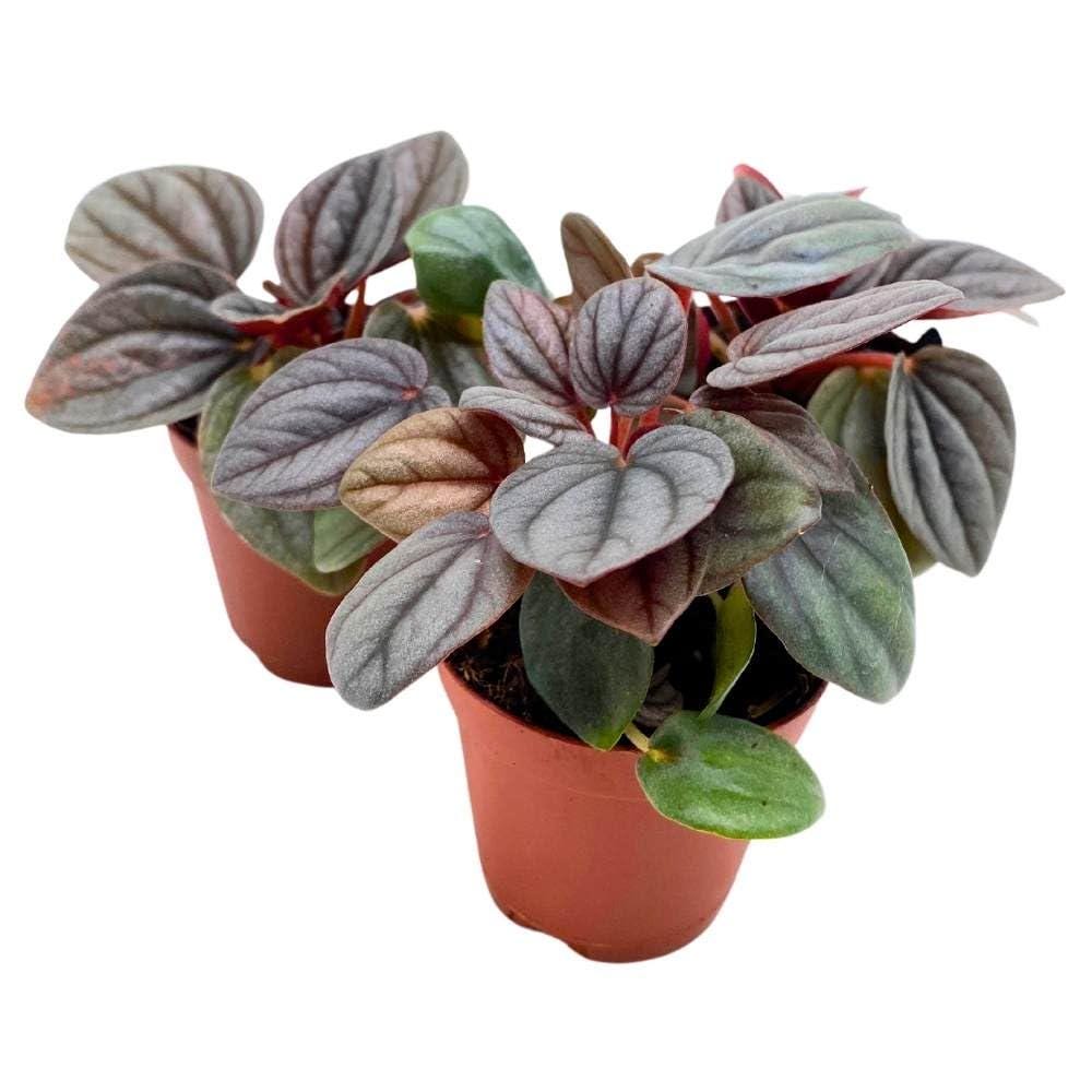 Peperomia Rosso, 2 inch Set of 3, Light Gray Emerald Ripple Pep Caperata