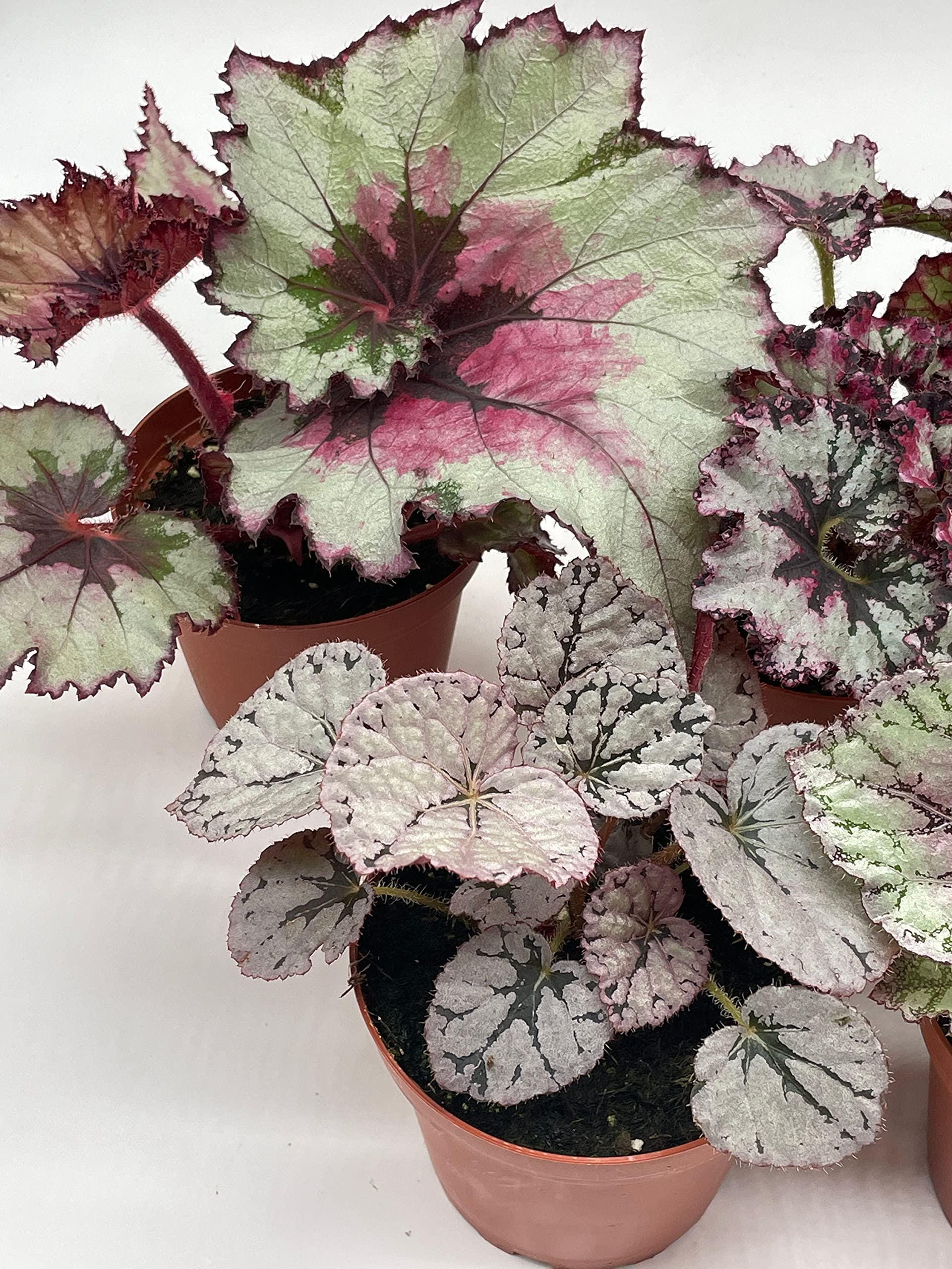 BubbleBlooms Harmony's Begonia Rex Assortment, Cold Pastel Winter, 4 inch, Set of 5, Painted-Leaf Begonia, Unique Homegrown Exclusive,