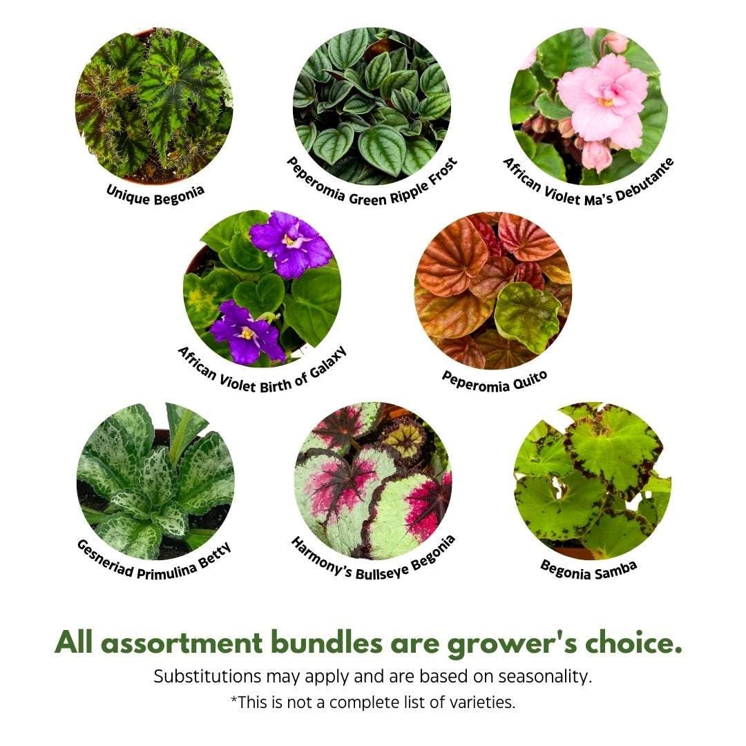 BubbleBlooms Harmony's Sample Box Full Case 30 4-inch Bulk Begonia, Episcia, African Violet, Angel Wing, Peperomia, Piper Variety Pack