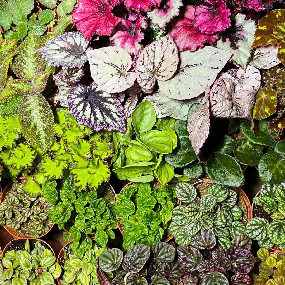 BubbleBlooms Harmony's Sample Box Full Case 30 4-inch Bulk Begonia, Episcia, African Violet, Angel Wing, Peperomia, Piper Variety Pack