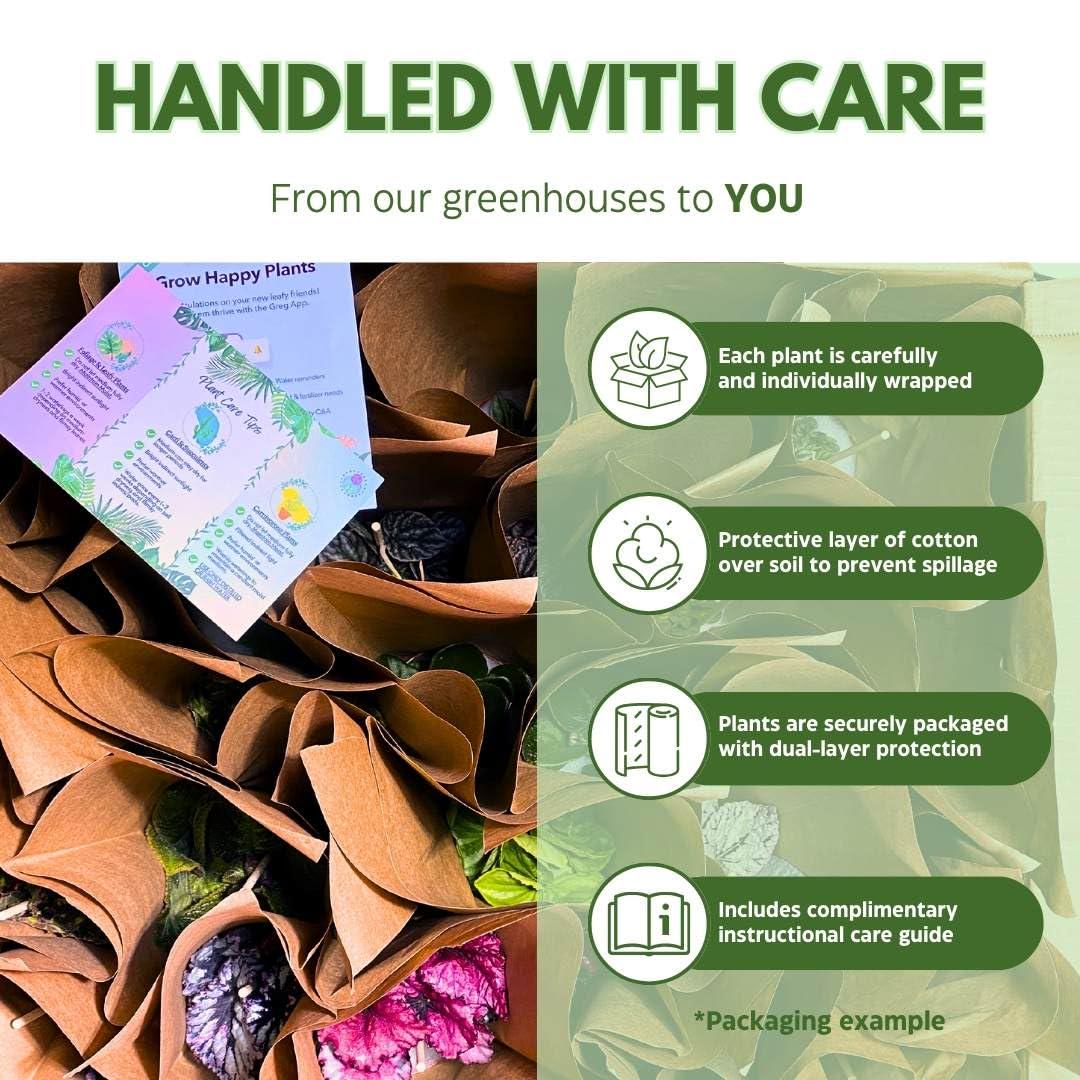 BubbleBlooms Harmony's Sample Box Full Case 30 4-inch Bulk Begonia, Episcia, African Violet, Angel Wing, Peperomia, Piper Variety Pack