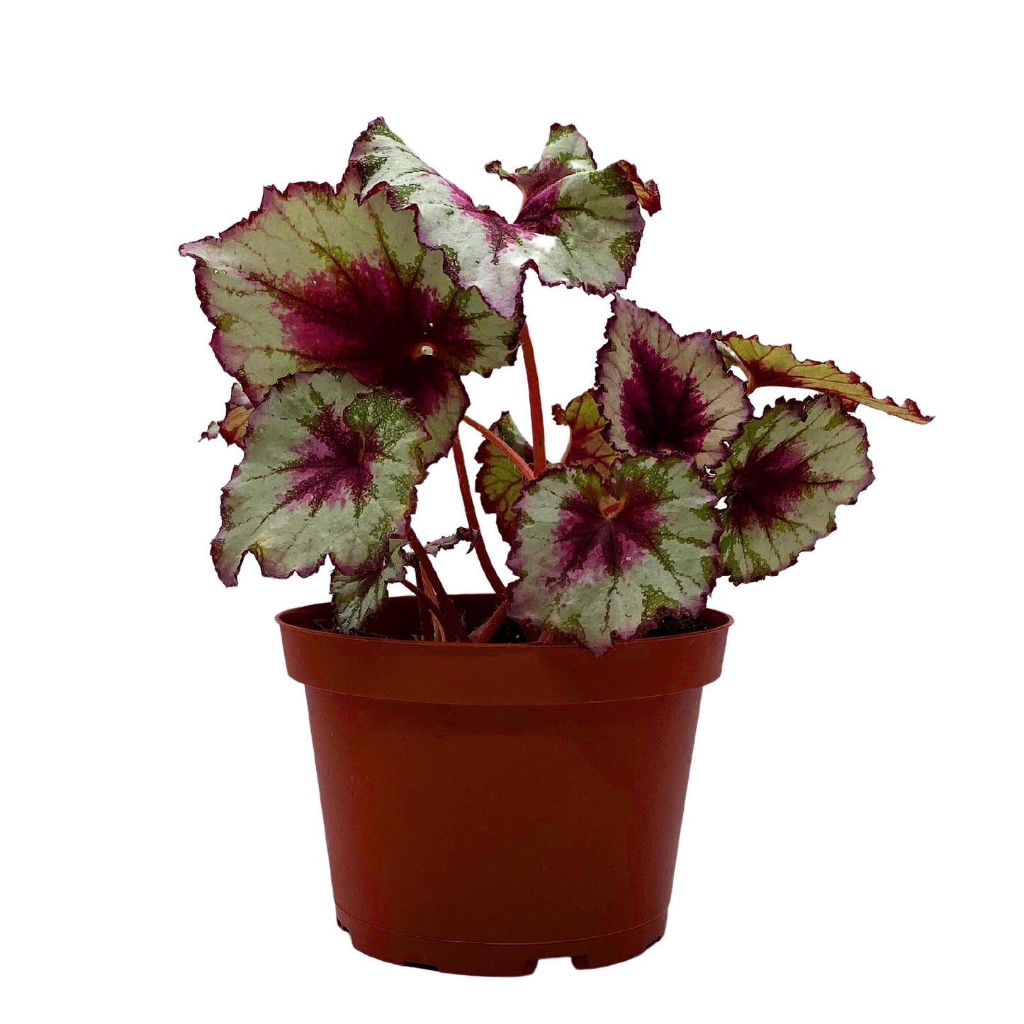 Harmony's BubbleBlooms Peppermint Twist Begonia, Red and White Spiral Leaf, Begonia Rex in 6 inch Pot