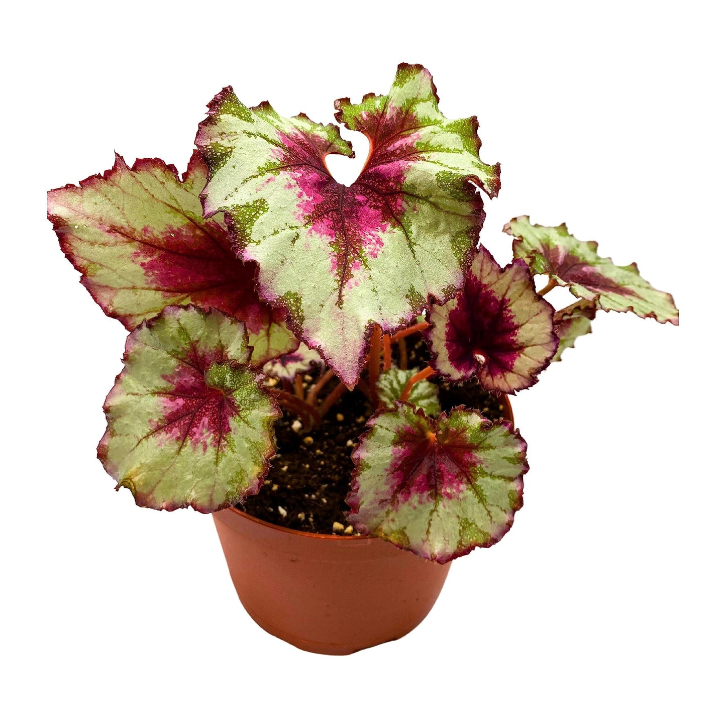 Harmony's BubbleBlooms Peppermint Twist Begonia, Red and White Spiral Leaf, Begonia Rex in 6 inch Pot