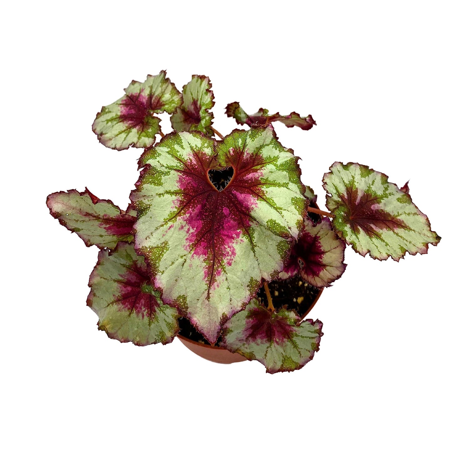 Harmony's BubbleBlooms Peppermint Twist Begonia, Red and White Spiral Leaf, Begonia Rex in 6 inch Pot