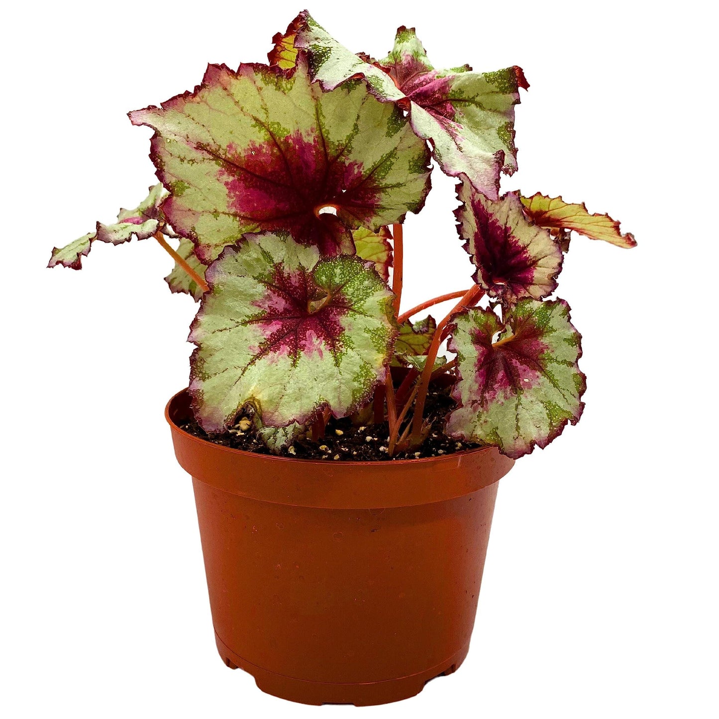 Harmony's BubbleBlooms Peppermint Twist Begonia, Red and White Spiral Leaf, Begonia Rex in 6 inch Pot