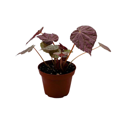 BubbleBlooms Harmony&#39;s Stormy Sunset Begonia, Passing Storm Begonia, Silver and Pink Begonia Rex in 4 inch Pot, Tear-Shaped Leaves