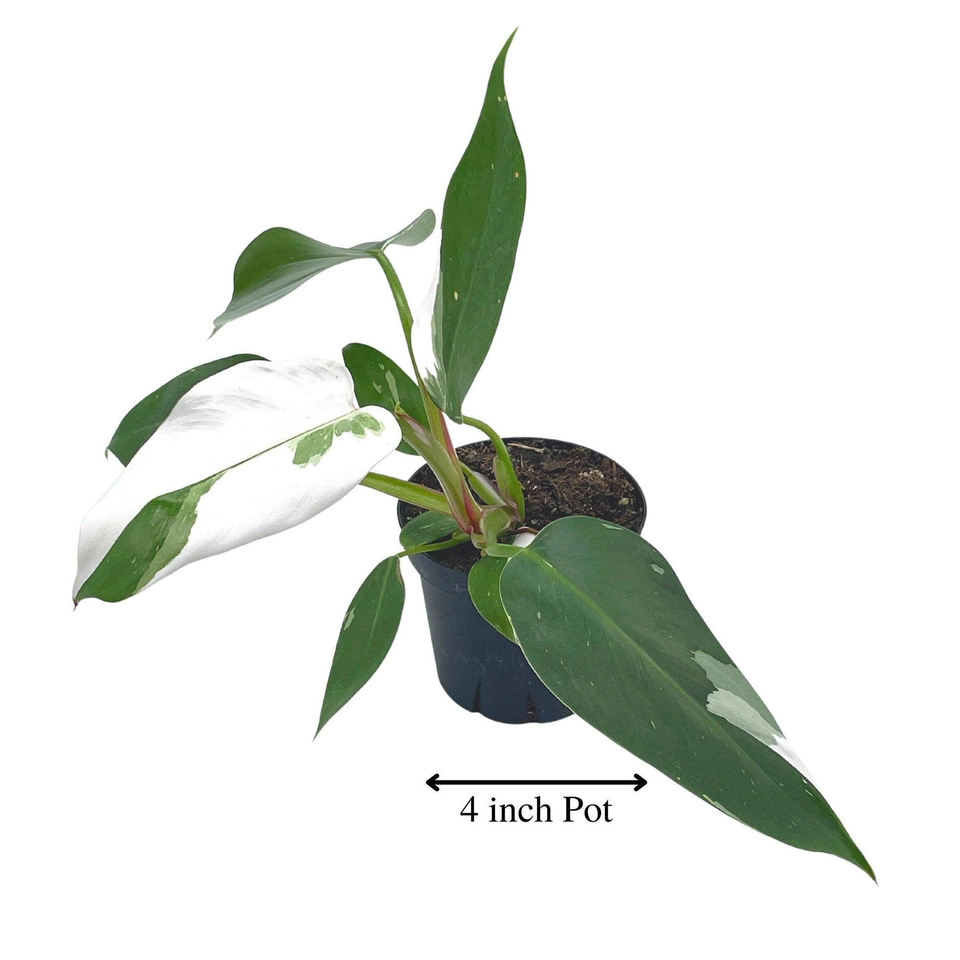 Philodendron White Princess, erubescens, 4 inch White Wizard, White Princess, Very Rare Philo