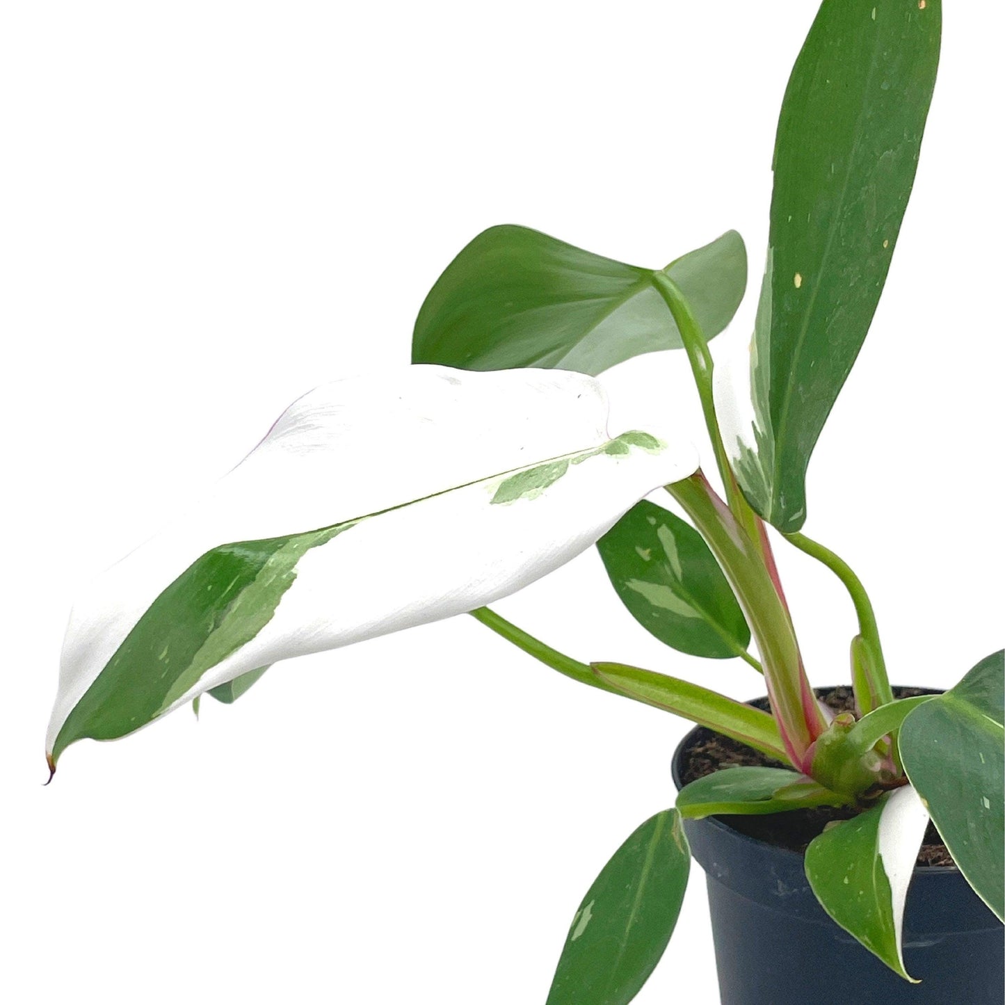Philodendron White Princess, erubescens, 4 inch White Wizard, White Princess, Very Rare Philo