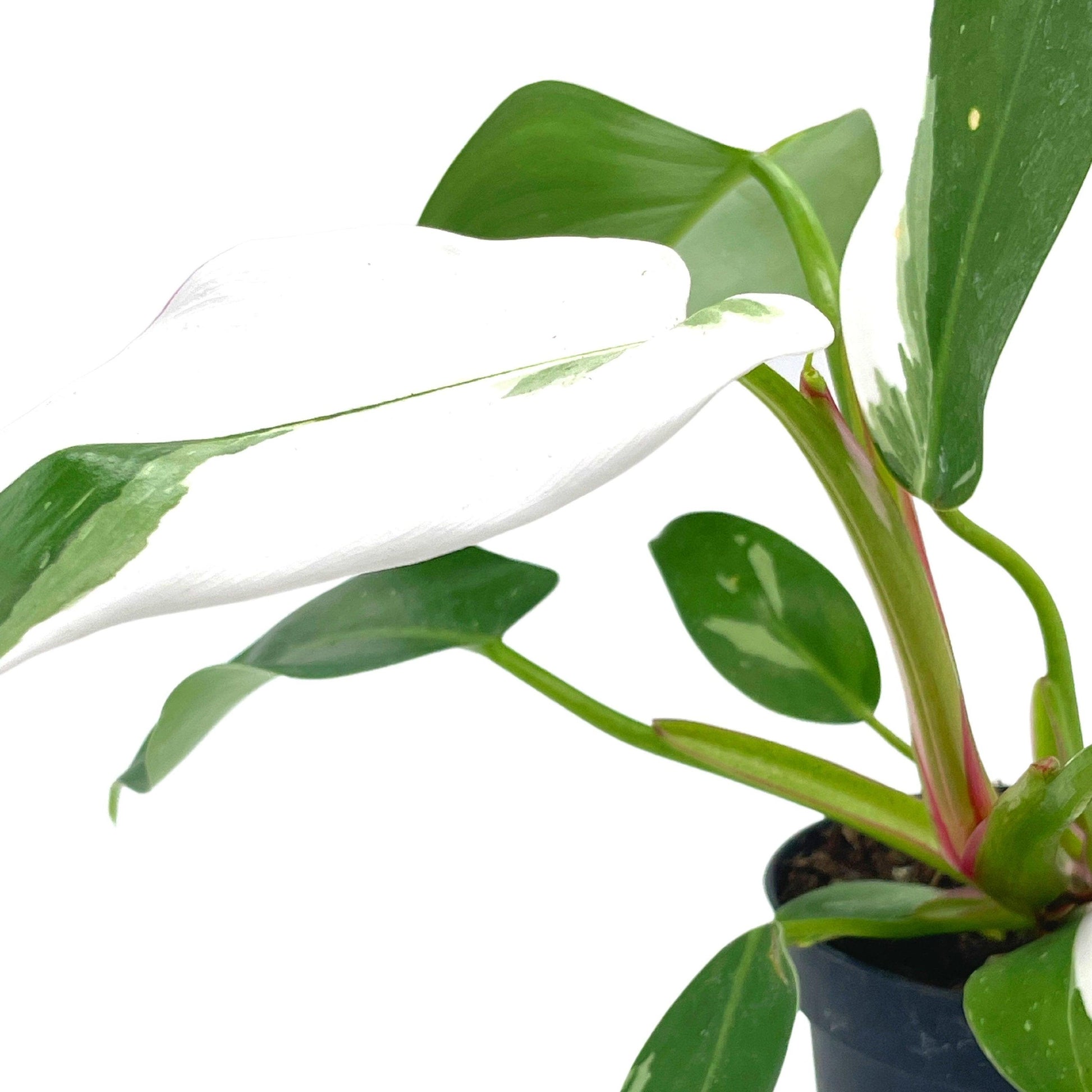 Philodendron White Princess, erubescens, 4 inch White Wizard, White Princess, Very Rare Philo