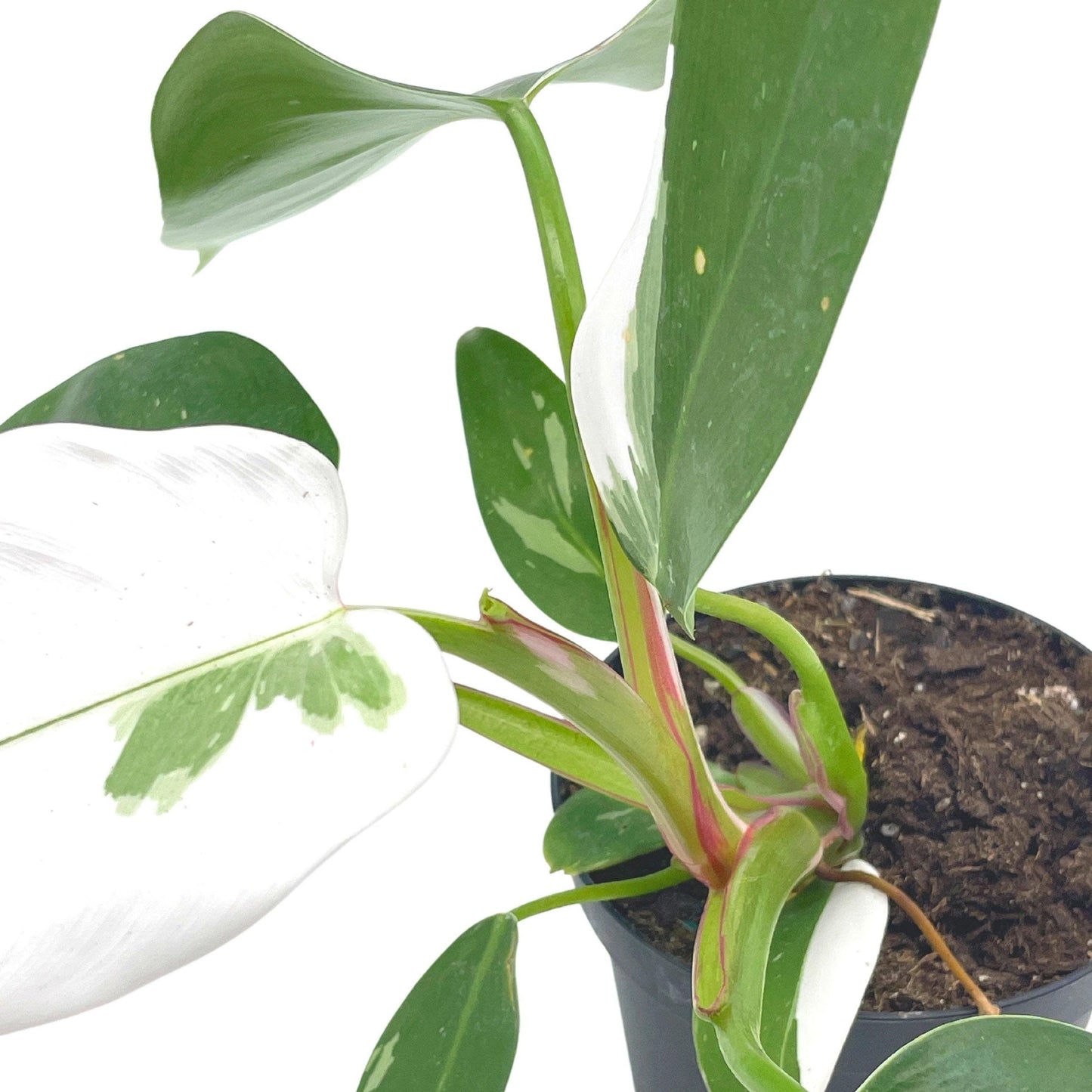 Philodendron White Princess, erubescens, 4 inch White Wizard, White Princess, Very Rare Philo