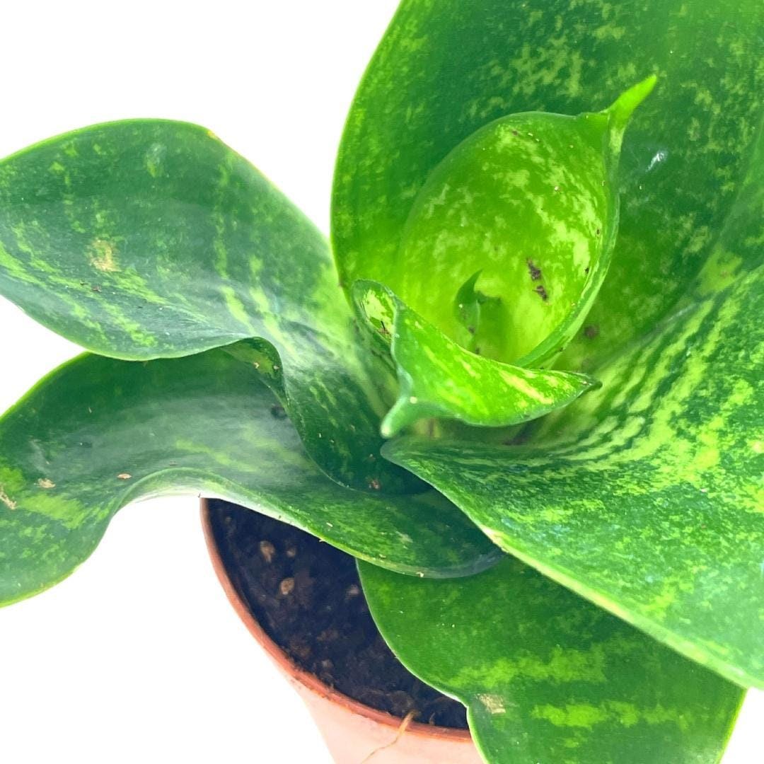 Bird&#39;s Nest Snake plant, Green Striped Snakeplant, Sansevieria trifasciata Prain, Black Robusta, 2 inch Tiny Mini Pixie Plant Very Small