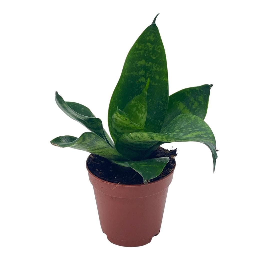 Bird&#39;s Nest Snake plant, Green Striped Snakeplant, Sansevieria trifasciata Prain, Black Robusta, 2 inch Tiny Mini Pixie Plant Very Small