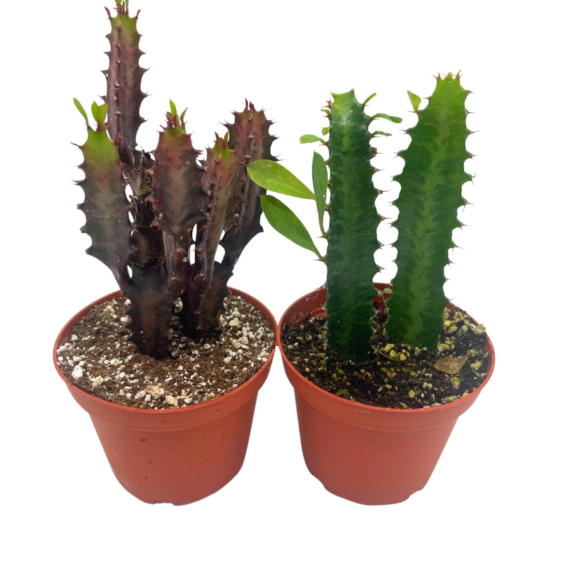 African Milk Tree Assortment, 4 inch, Euphorbia Trigona Variety, Red and Green