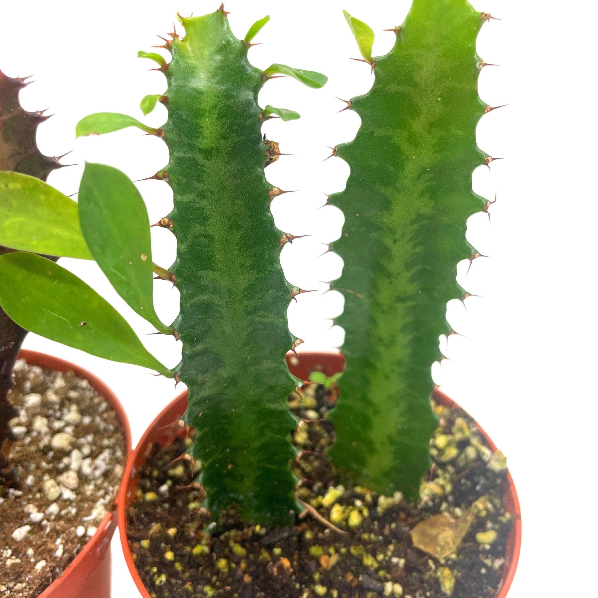 African Milk Tree Assortment, 4 inch, Euphorbia Trigona Variety, Red and Green