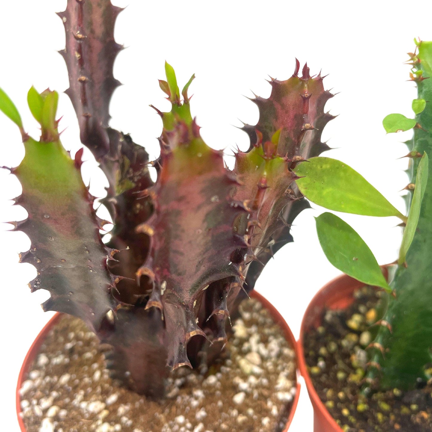 African Milk Tree Assortment, 4 inch, Euphorbia Trigona Variety, Red and Green