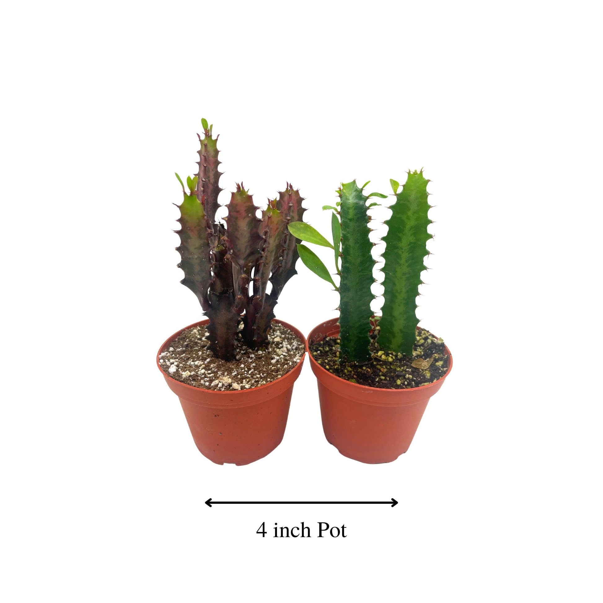 African Milk Tree Assortment, 4 inch, Euphorbia Trigona Variety, Red and Green