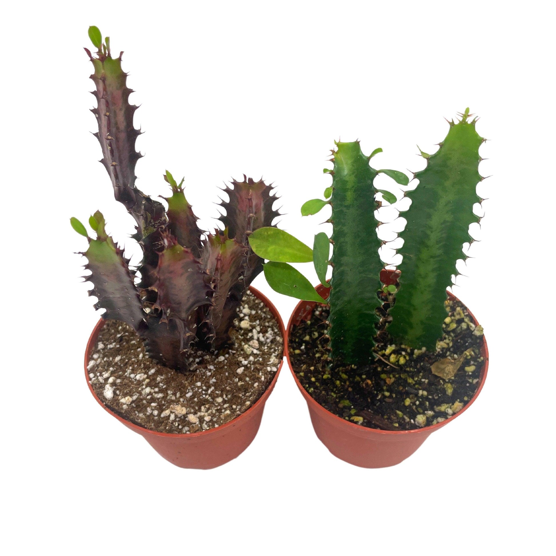 African Milk Tree Assortment, 4 inch, Euphorbia Trigona Variety, Red and Green