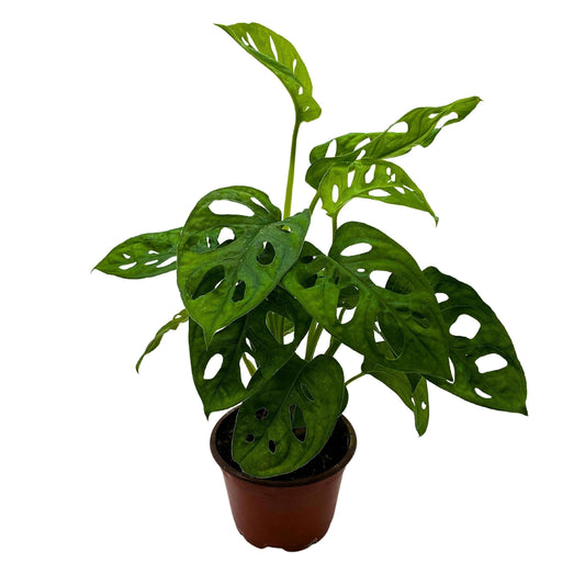 Monstera Adansonii, Swiss Cheese Plant, in a 4 inch pot, split-leaf philodendron