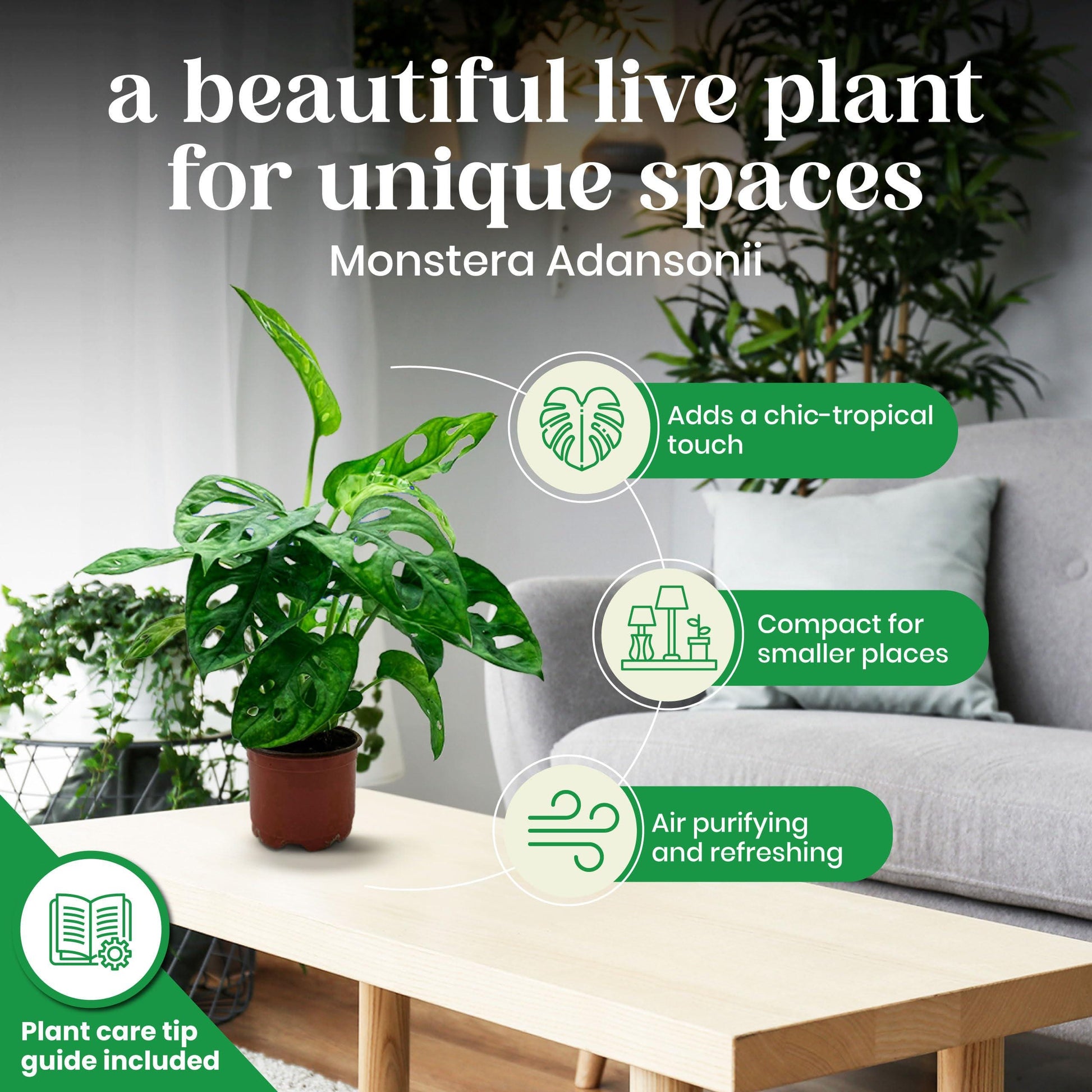 Monstera Adansonii, Swiss Cheese Plant, in a 4 inch pot, split-leaf philodendron