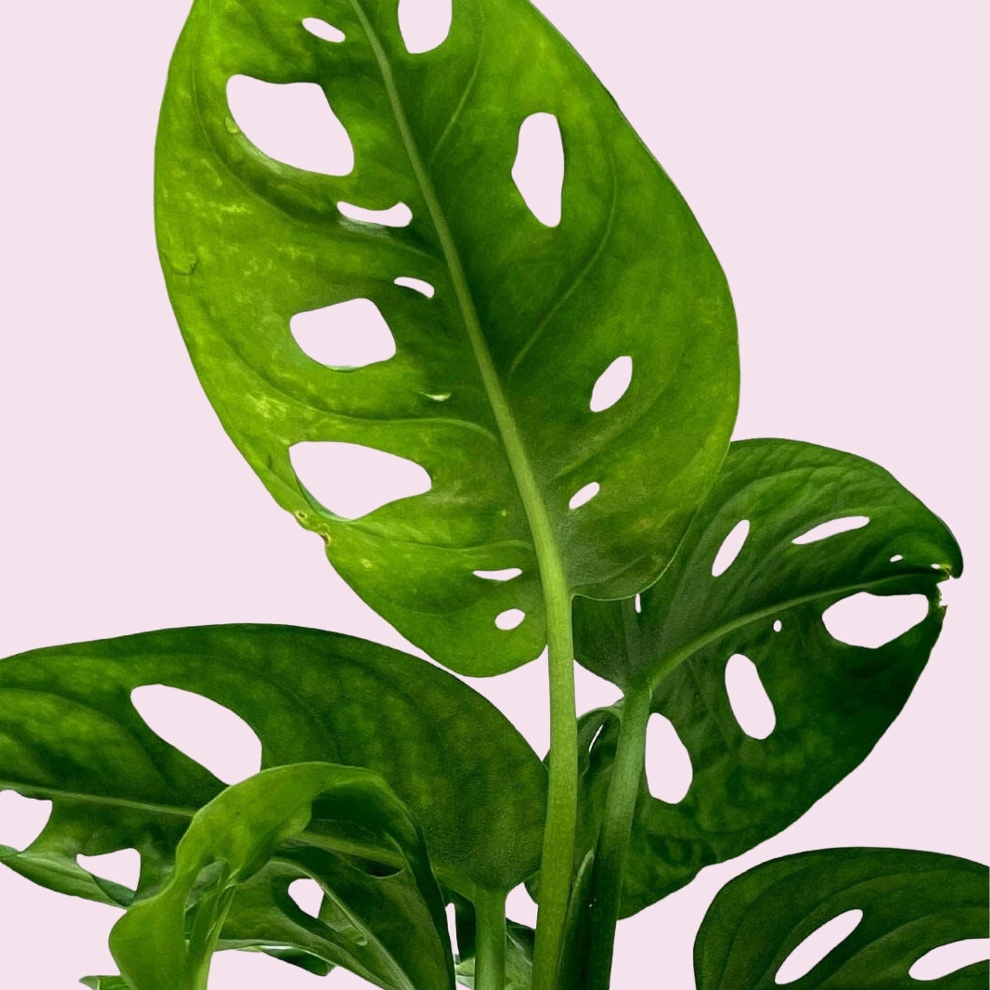 Monstera Adansonii, Swiss Cheese Plant, in a 4 inch pot, split-leaf philodendron