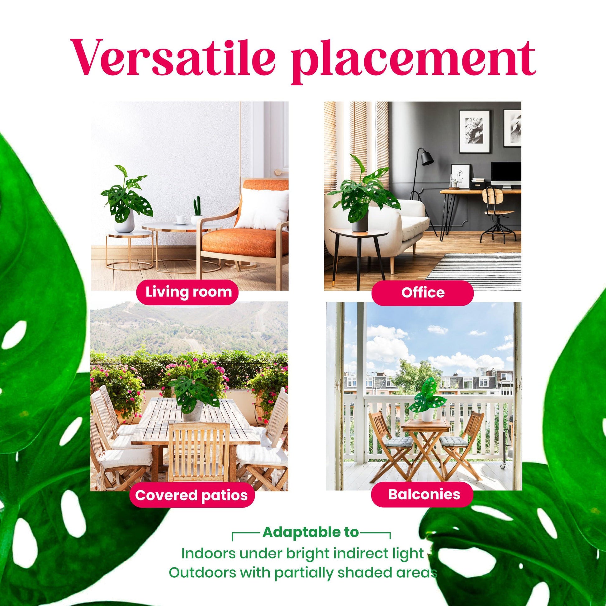 Monstera Adansonii, Swiss Cheese Plant, in a 4 inch pot, split-leaf philodendron