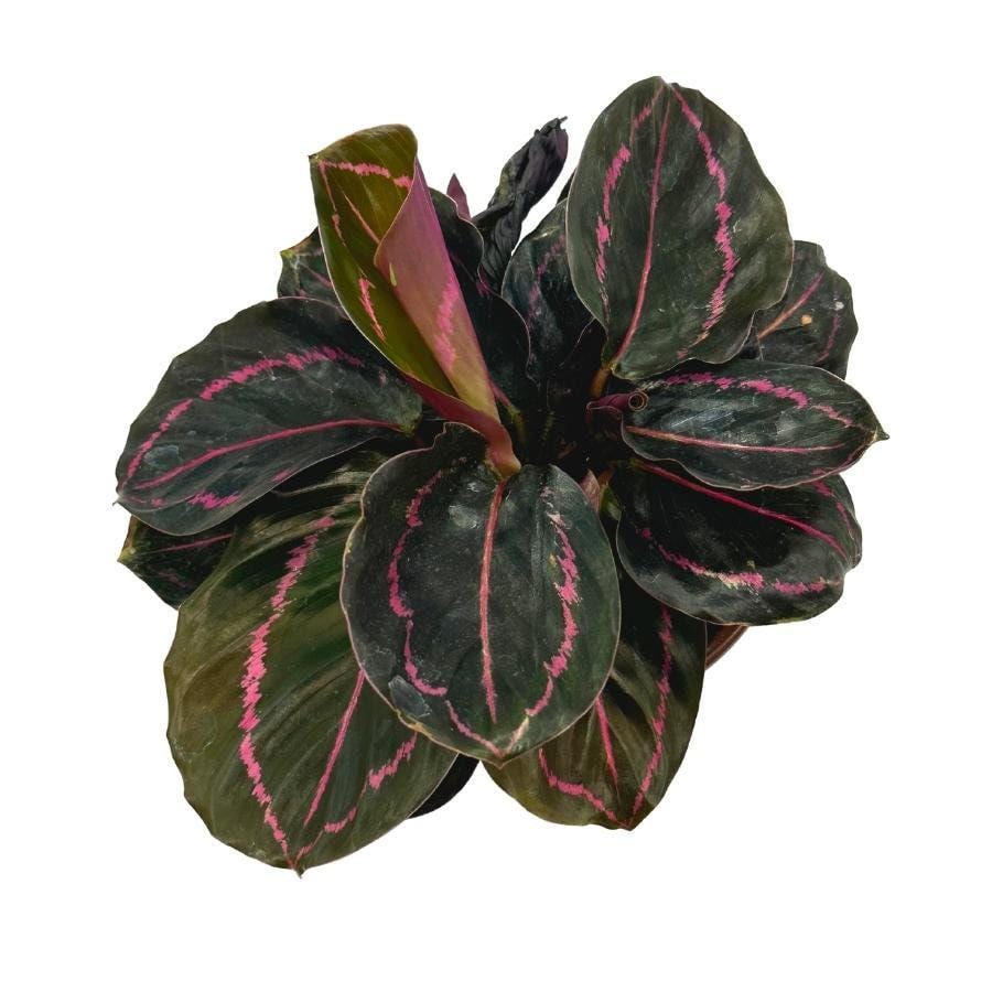 Calathea Roseopicta Dottie, 4 inch, Goeppertia &#39;Black Rose&#39;, Rose Painted, Black Rose
