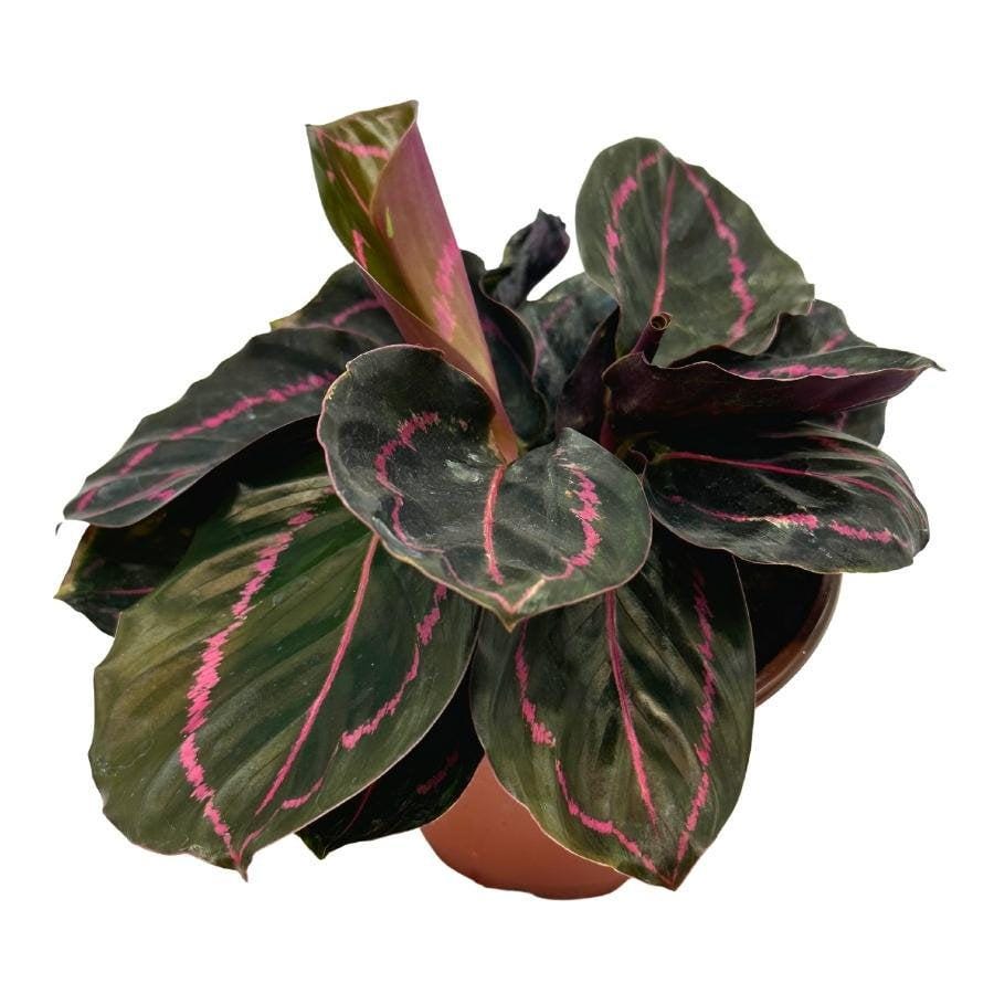 Calathea Roseopicta Dottie, 4 inch, Goeppertia &#39;Black Rose&#39;, Rose Painted, Black Rose