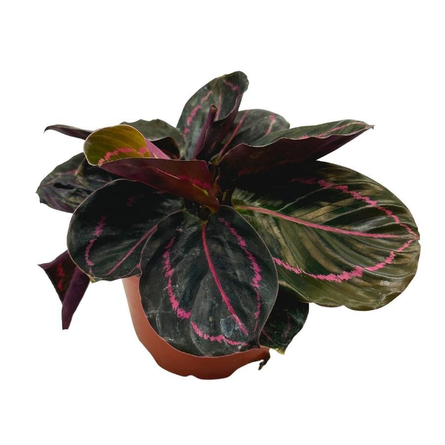 Calathea Roseopicta Dottie, 4 inch, Goeppertia &#39;Black Rose&#39;, Rose Painted, Black Rose