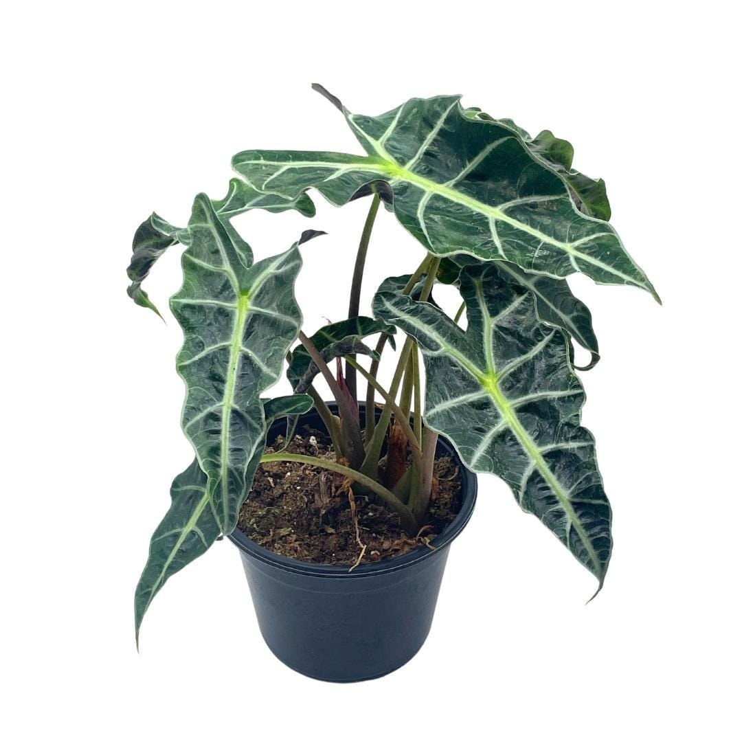 Alocasia polly African mask 6" Alocasia Amazonica potted Poly Elephant's ear giant taro, ape, giant alocasia, biga, and pia.