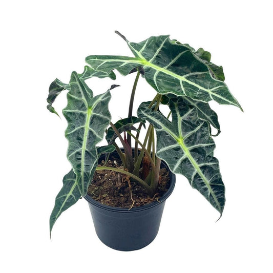 Alocasia polly African mask 6&quot; Alocasia Amazonica potted Poly Elephant&#39;s ear giant taro, ape, giant alocasia, biga, and pia.