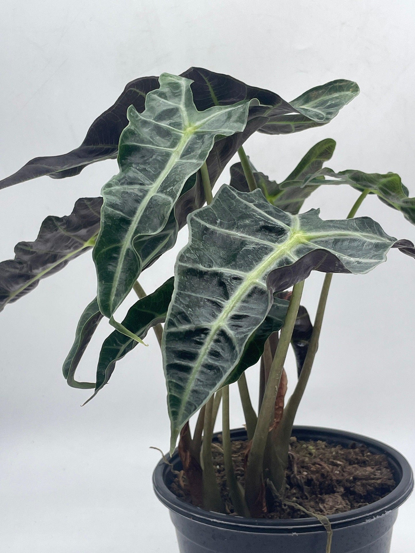 Alocasia polly African mask 6" Alocasia Amazonica potted Poly Elephant's ear giant taro, ape, giant alocasia, biga, and pia.