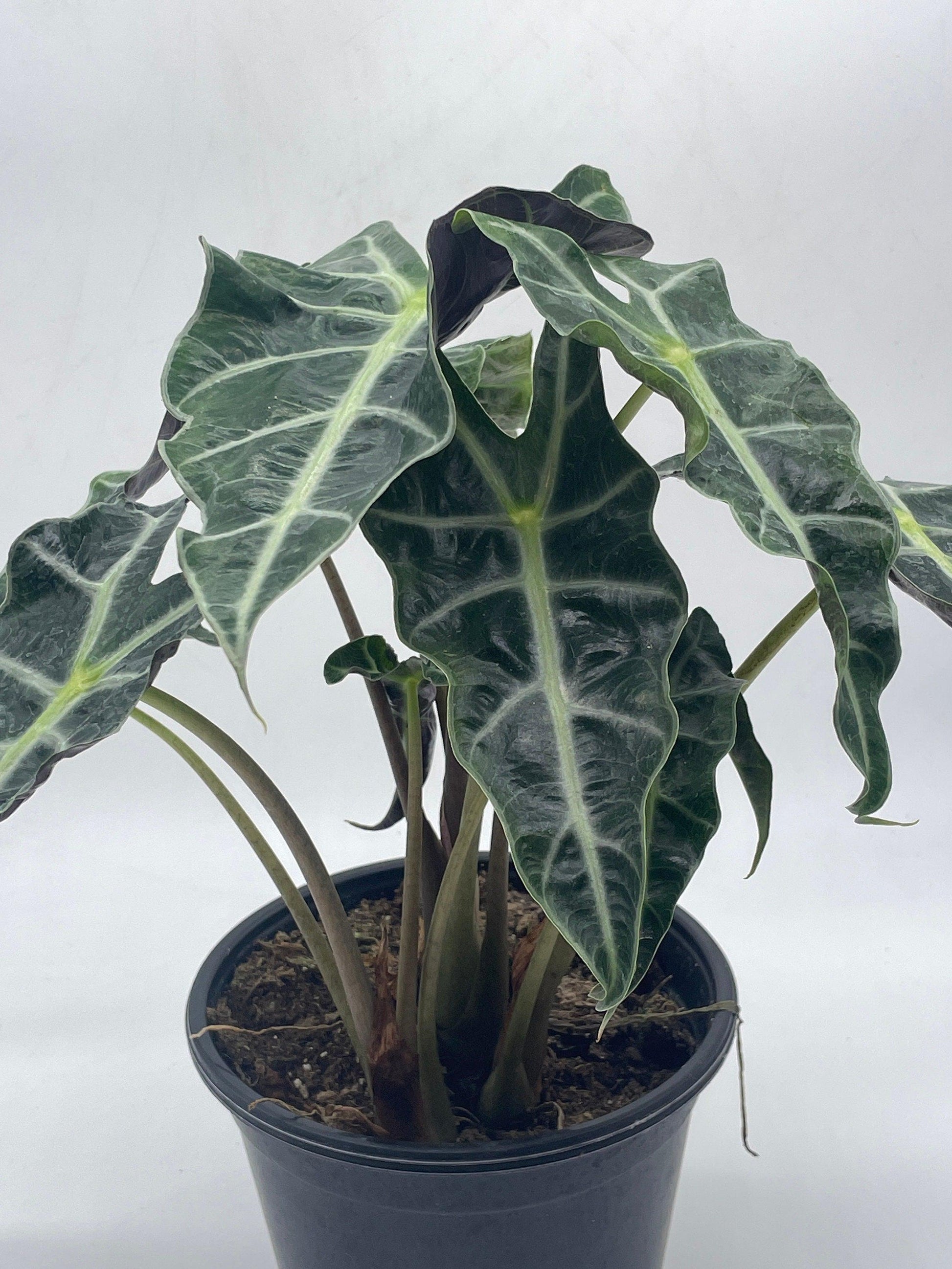 Alocasia polly African mask 6" Alocasia Amazonica potted Poly Elephant's ear giant taro, ape, giant alocasia, biga, and pia.