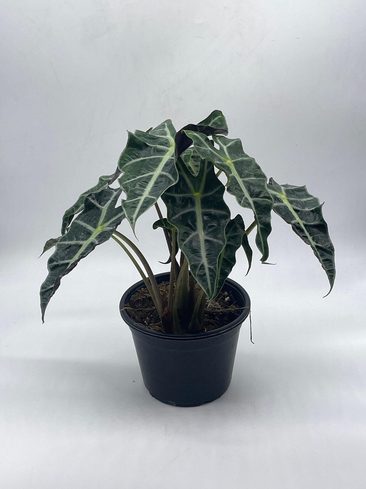 Alocasia polly African mask 6" Alocasia Amazonica potted Poly Elephant's ear giant taro, ape, giant alocasia, biga, and pia.