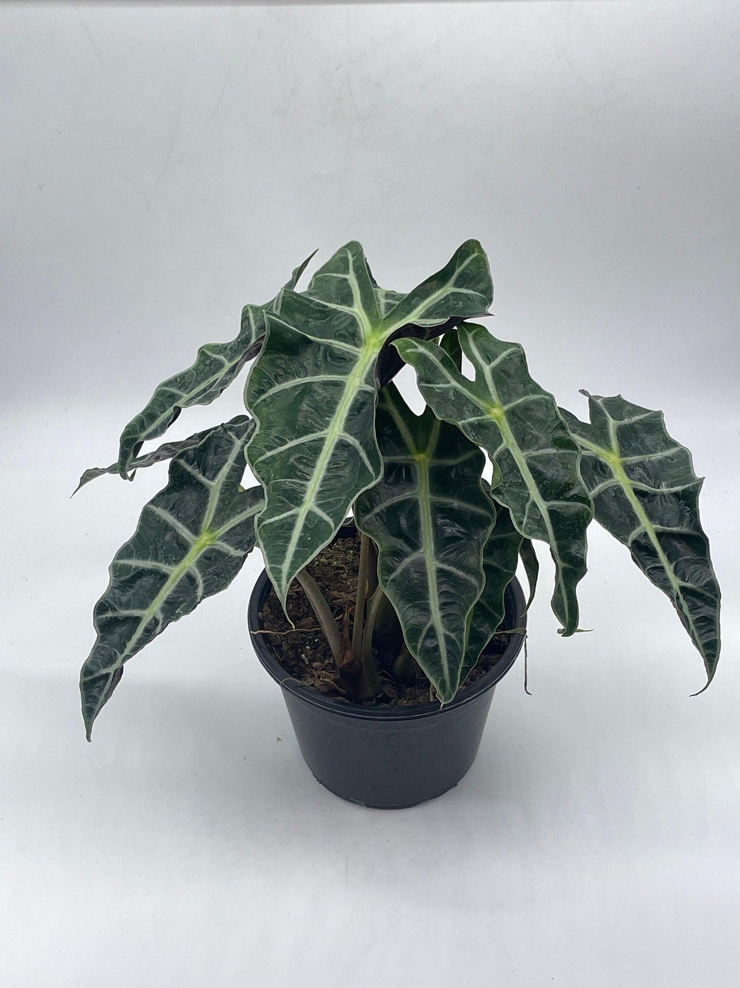 Alocasia polly African mask 6" Alocasia Amazonica potted Poly Elephant's ear giant taro, ape, giant alocasia, biga, and pia.