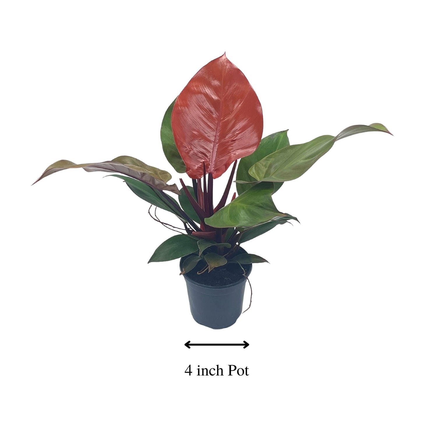 Philodendron Moonlight, 4 inch Imperial Gold, Lime Philo