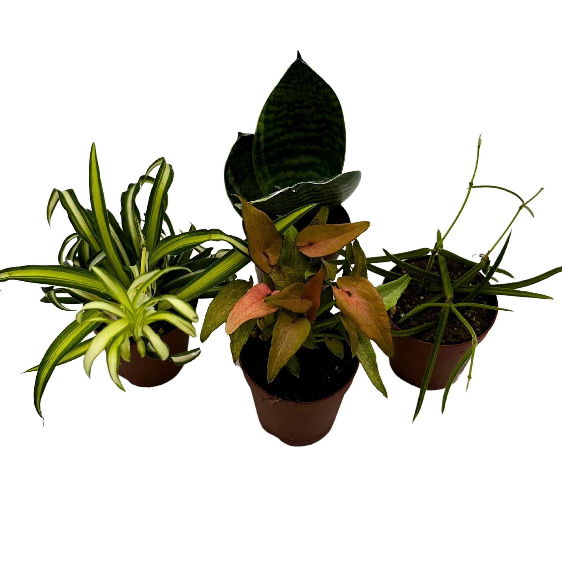 Plant Mystery Box, 2 inch pots, set of 4, Monthly Subscription, Always Different Houseplants