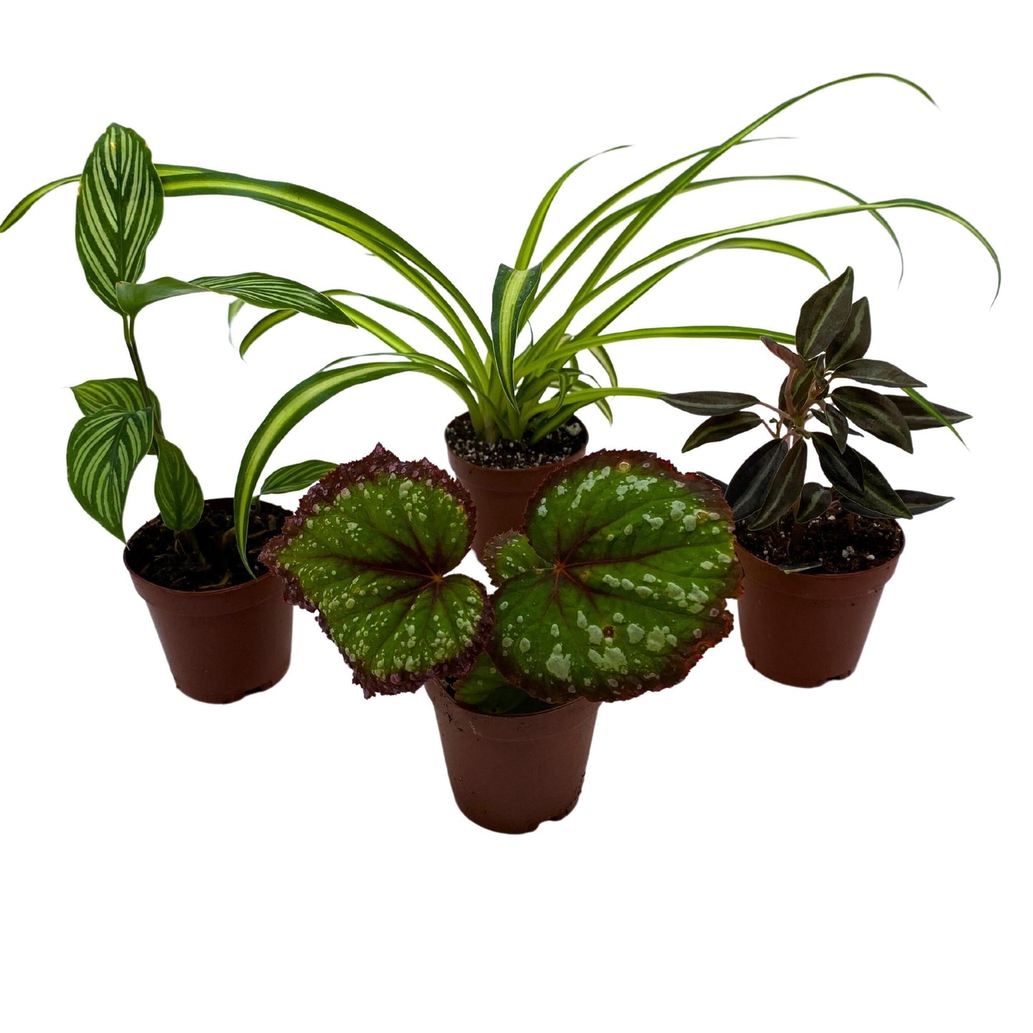 Plant Mystery Box, 2 inch pots, set of 4, Monthly Subscription, Always Different Houseplants