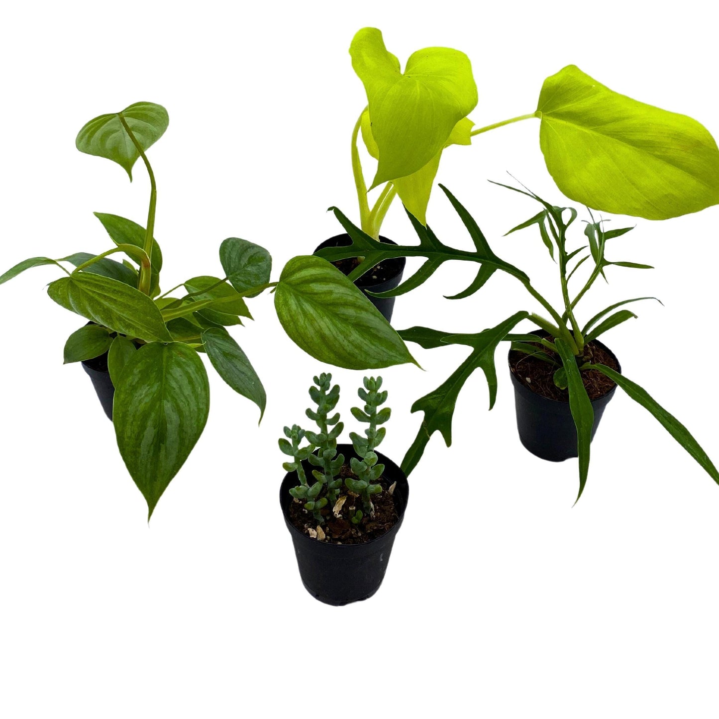 Plant Mystery Box, 2 inch pots, set of 4, Monthly Subscription, Always Different Houseplants
