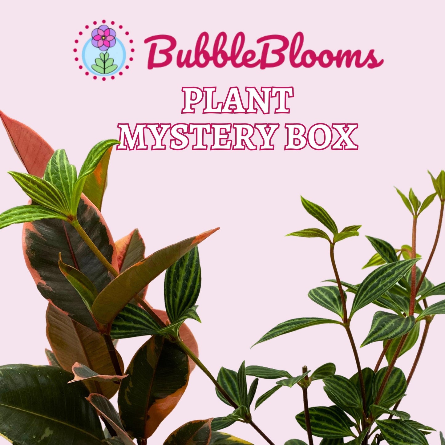 Plant Mystery Box, 4 inch pots, set of 2, Monthly Subscription, Always Different Houseplants