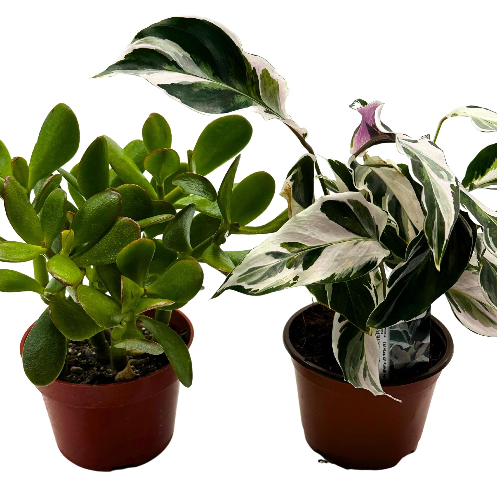 Plant Mystery Box, 4 inch pots, set of 2, Monthly Subscription, Always Different Houseplants