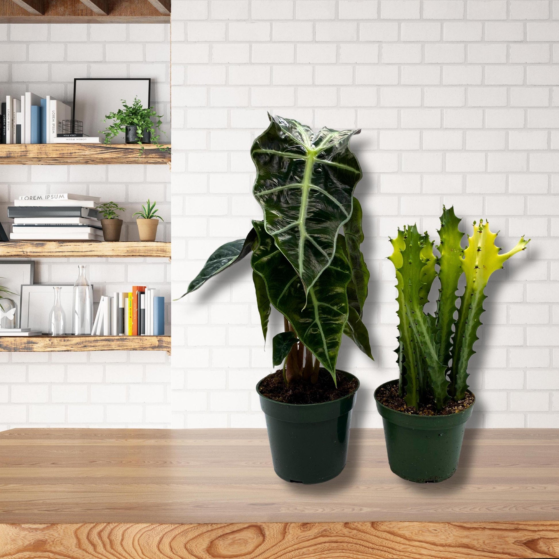 Plant Mystery Box, 4 inch pots, set of 2, Monthly Subscription, Always Different Houseplants
