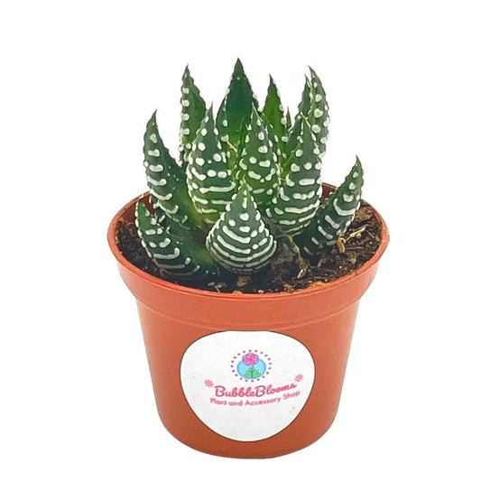 Zebra haworthia Cactus, 2 inch Succulent Haworthia Fasciata, Haworthia Attenuata