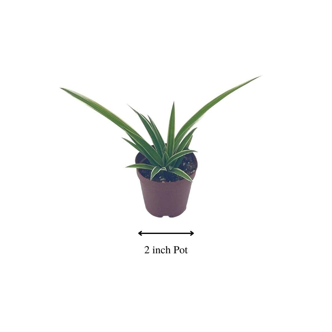 Spider Plant, Chlorophytum comosum, Limited, in a 2 inch Pot Tiny Mini Pixie Plant