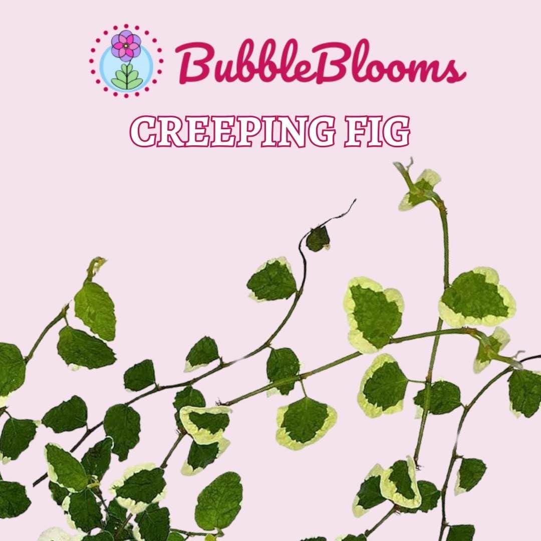 Creeping Fig, Ficus Pumila Variegata, Climbing Fig, Creeping Ficus in 4 inch Pot