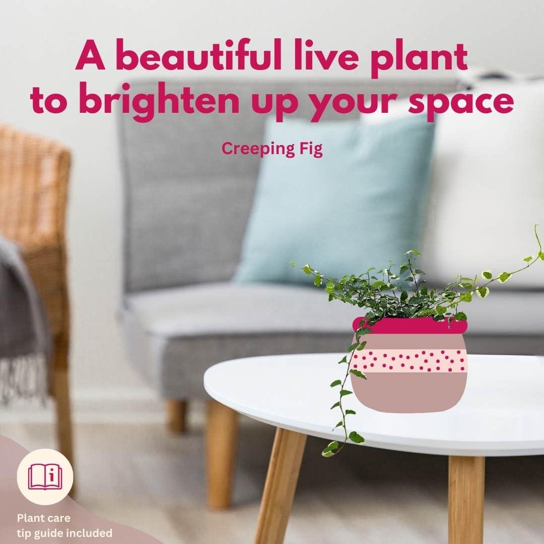 Creeping Fig, Ficus Pumila Variegata, Climbing Fig, Creeping Ficus in 4 inch Pot