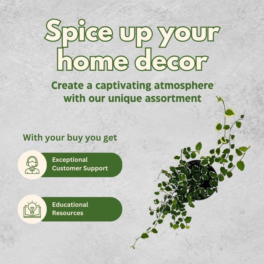 Creeping Fig, Ficus Pumila Variegata, Climbing Fig, Creeping Ficus in 4 inch Pot