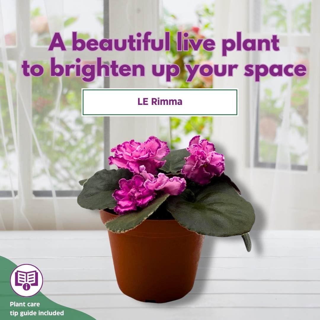 Harmony Foliage African Violet LE Rimma 4 inch