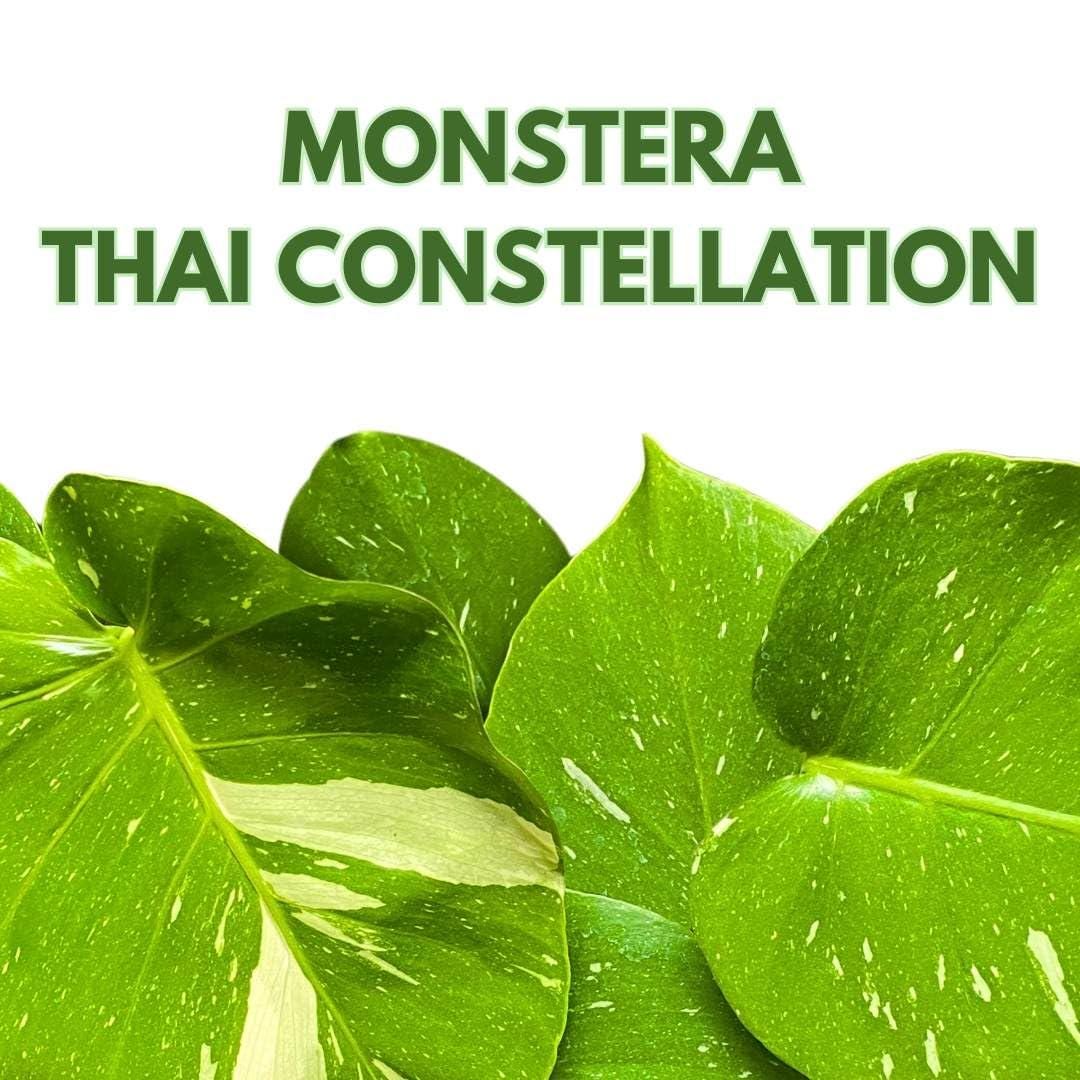 BubbleBlooms Monstera Thai Constellation Variegated 6 inch