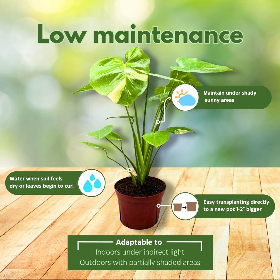 BubbleBlooms Monstera Thai Constellation Variegated 6 inch